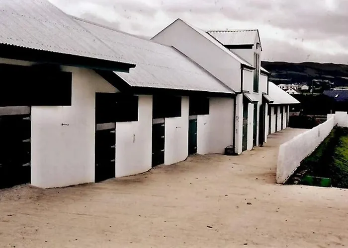 Stable View, Clara Meadows Dunfanghy